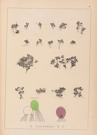 French flora herbarium painting Pl1103 - Louis Antoine Cusin — artwork view