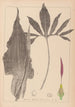 Herbier de la flore française Pl1104 - Louis Antoine Cusin — artwork view