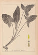 French flora herbarium painting Pl1107 - Louis Antoine Cusin — artwork view