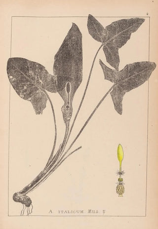 French flora herbarium painting Pl1107 - Louis Antoine Cusin — artwork view
