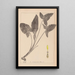 French flora herbarium painting Pl1107 - Louis Antoine Cusin — framed artwork on a wall