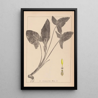 French flora herbarium painting Pl1107 - Louis Antoine Cusin — framed artwork on a wall