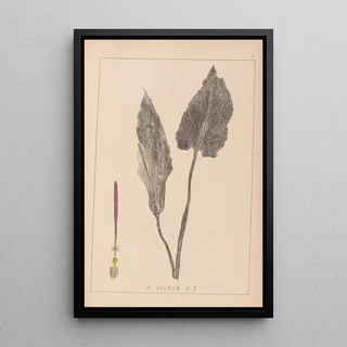 Herbier de la flore française Pl1108 - Louis Antoine Cusin — framed artwork on a wall