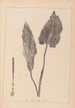 Herbier de la flore française Pl1108 - Louis Antoine Cusin — artwork view