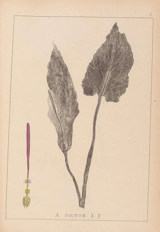 Herbier de la flore française Pl1108 - Louis Antoine Cusin — artwork view