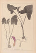 Herbier de la flore française Pl1109 - Louis Antoine Cusin — artwork view