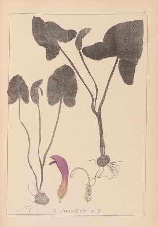 Herbier de la flore française Pl1109 - Louis Antoine Cusin — artwork view