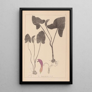 Herbier de la flore française Pl1109 - Louis Antoine Cusin — framed artwork on a wall