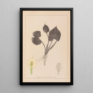 Herbier de la flore française Pl1110 - Louis Antoine Cusin — framed artwork on a wall