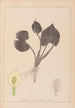 Herbier de la flore française Pl1110 - Louis Antoine Cusin — artwork view