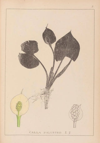 Herbier de la flore française Pl1110 - Louis Antoine Cusin — artwork view