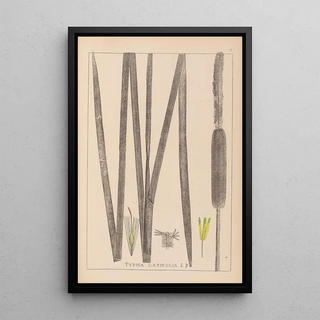 Herbier de la flore française Pl1112 - Louis Antoine Cusin — framed artwork on a wall