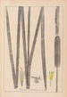 Herbier de la flore française Pl1112 - Louis Antoine Cusin — artwork view