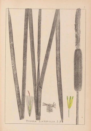 Herbier de la flore française Pl1112 - Louis Antoine Cusin — artwork view