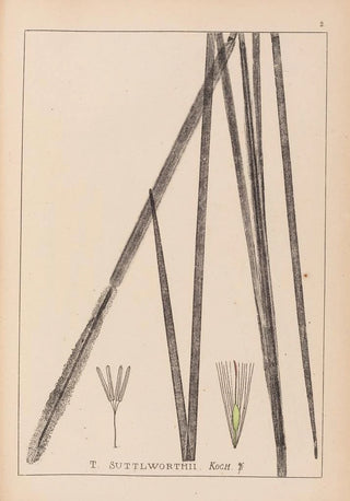 Herbier de la flore française Pl1113 - Louis Antoine Cusin — artwork view
