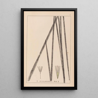 Herbier de la flore française Pl1113 - Louis Antoine Cusin — framed artwork on a wall
