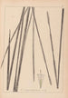 French flora herbarium painting Pl1114 - Louis Antoine Cusin — artwork view