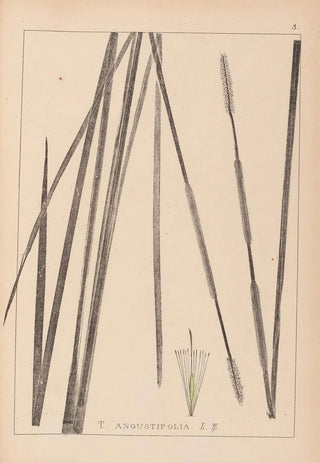 French flora herbarium painting Pl1114 - Louis Antoine Cusin — artwork view