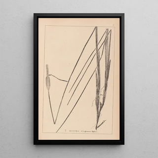Herbier de la flore française Pl1115 - Louis Antoine Cusin — framed artwork on a wall