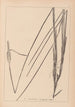 Herbier de la flore française Pl1115 - Louis Antoine Cusin — artwork view