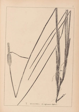 Herbier de la flore française Pl1115 - Louis Antoine Cusin — artwork view