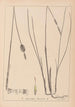 Herbier de la flore française Pl1116 - Louis Antoine Cusin — artwork view