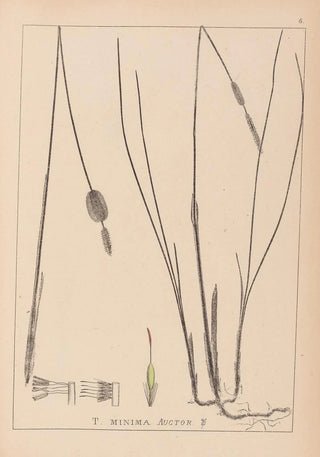 Herbier de la flore française Pl1116 - Louis Antoine Cusin — artwork view