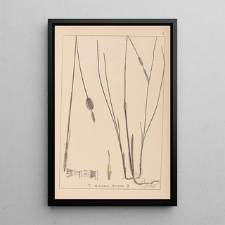 Herbier de la flore française Pl1116 - Louis Antoine Cusin — framed artwork on a wall