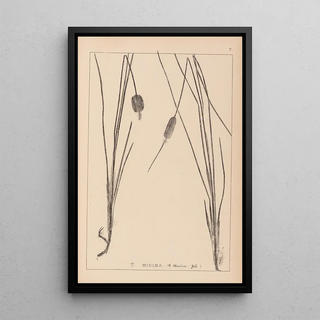 Herbier de la flore française Pl1117 - Louis Antoine Cusin — framed artwork on a wall