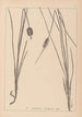 Herbier de la flore française Pl1117 - Louis Antoine Cusin — artwork view