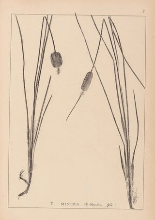 Herbier de la flore française Pl1117 - Louis Antoine Cusin — artwork view