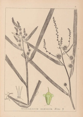 Herbier de la flore française Pl1118 - Louis Antoine Cusin — artwork view