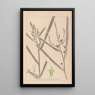 Herbier de la flore française Pl1118 - Louis Antoine Cusin — framed artwork on a wall