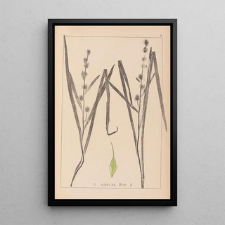 Herbier de la flore française Pl1119 - Louis Antoine Cusin — framed artwork on a wall