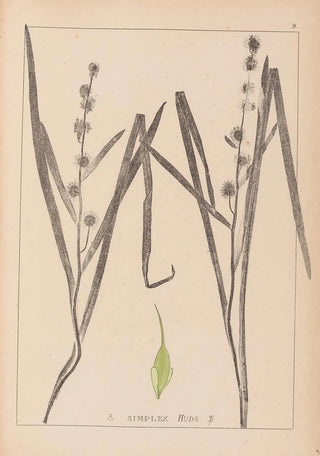 Herbier de la flore française Pl1119 - Louis Antoine Cusin — artwork view