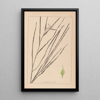 Herbier de la flore française Pl1120 - Louis Antoine Cusin — framed artwork on a wall