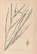 Herbier de la flore française Pl1120 - Louis Antoine Cusin — artwork view