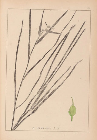 Herbier de la flore française Pl1120 - Louis Antoine Cusin — artwork view