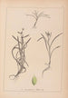 Herbier de la flore française Pl1121 - Louis Antoine Cusin — artwork view