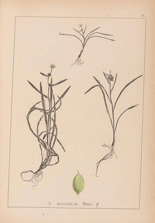 Herbier de la flore française Pl1121 - Louis Antoine Cusin — artwork view