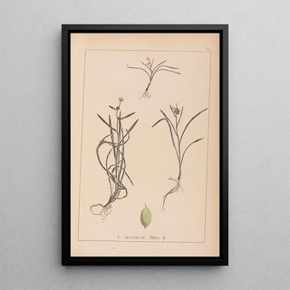 Herbier de la flore française Pl1121 - Louis Antoine Cusin — framed artwork on a wall
