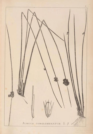 French flora herbarium painting Pl1122 - Louis Antoine Cusin — artwork view