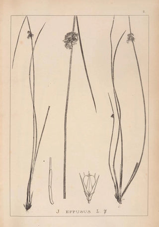 Herbier de la flore française Pl1123 - Louis Antoine Cusin — artwork view