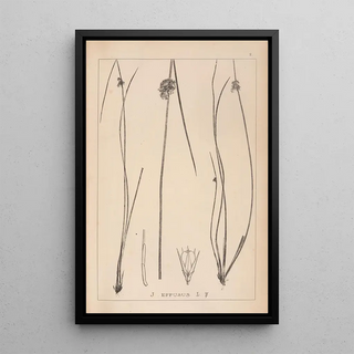 Herbier de la flore française Pl1123 - Louis Antoine Cusin — framed artwork on a wall