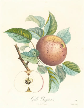 Louis Bocquet - GaloBayeux.webp