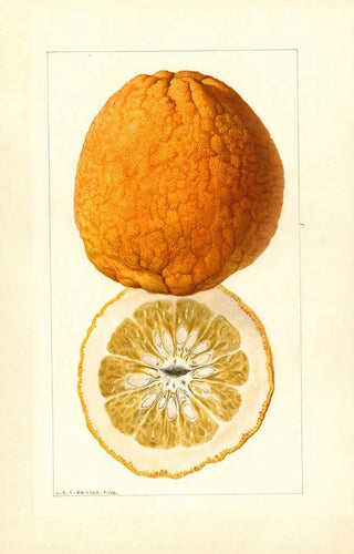 Louis Charles Christopher Krieger - Citrus grandis Alamoen.webp