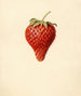 Fragaria Bellmar - Louis Charles Christopher Krieger — artwork view
