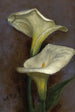Arums - Louis Comfort Tiffany — framed artwork on a wall