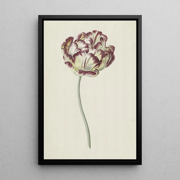 Tulip - Louis Moritz — framed artwork on a wall