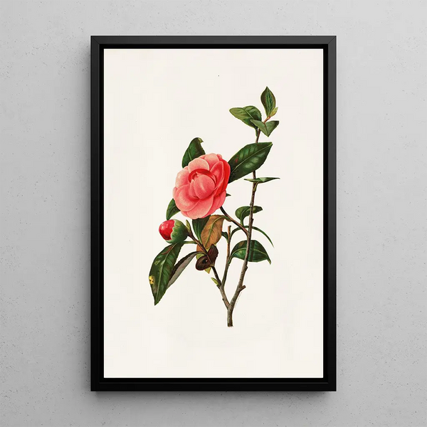 Camellia - Louis Prang — framed artwork on a wall